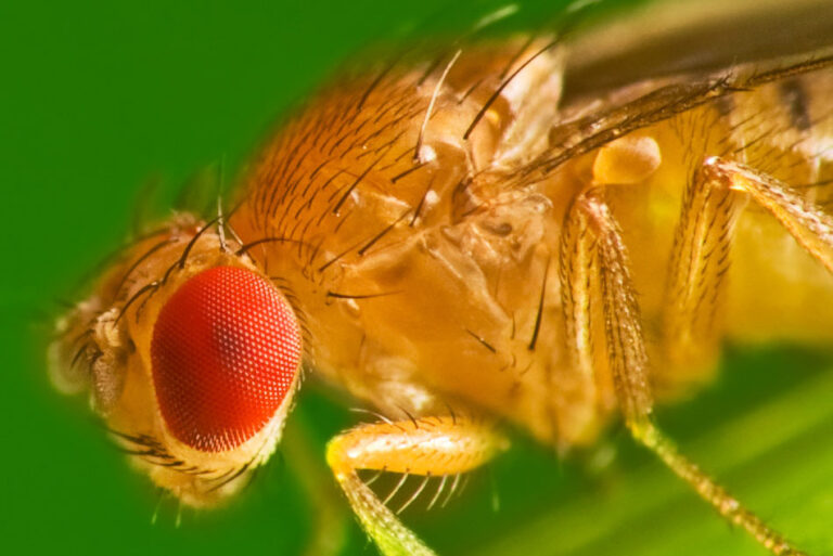 Drosophila melanogaster